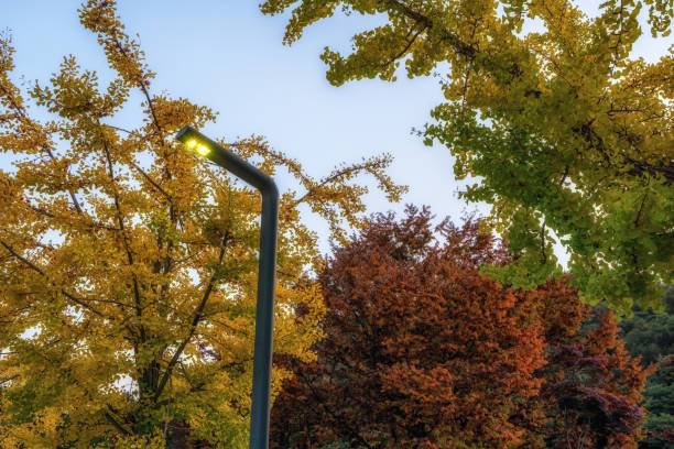 istock gingko leaves and street light 1185205555