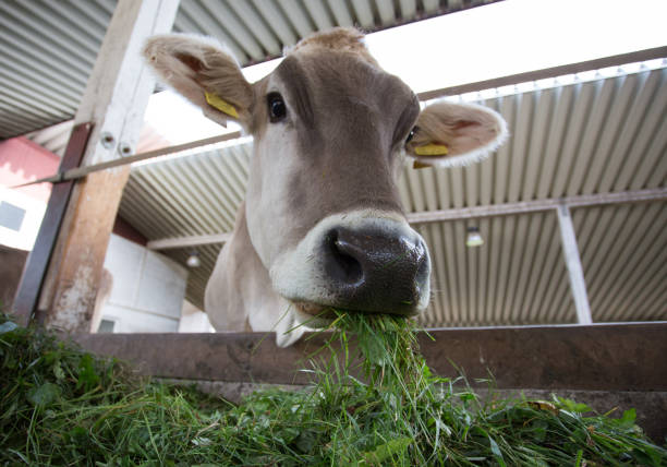Jersey cow eating fresh feed in stable