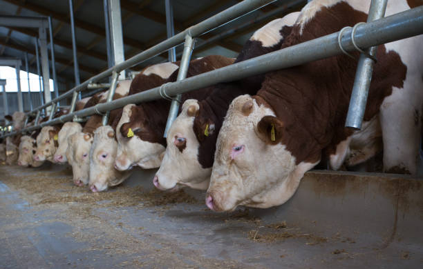 istock Simmental cows eating hay in stable 1185207699