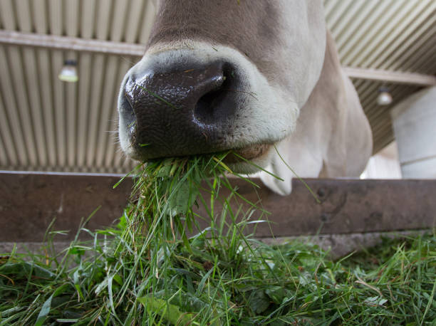 istock Jersey cow eating fresh feed in stable 1185207712