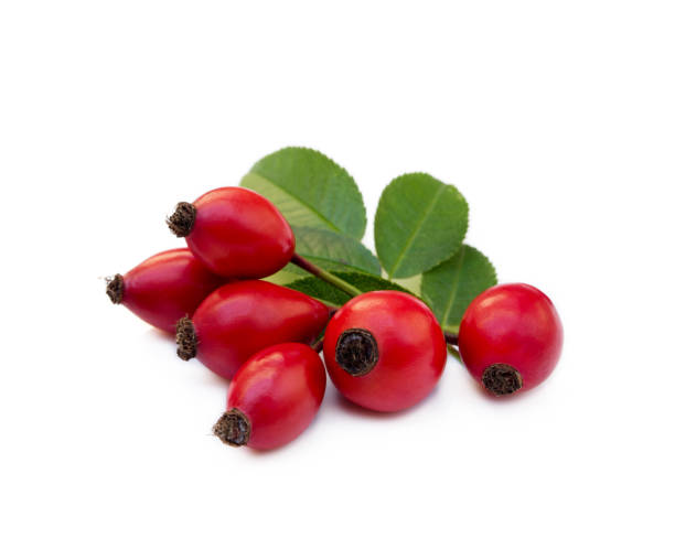 Ripe rose hip Ripe rose hip isolated on white background wild rose hip stock pictures, royalty-free photos & images