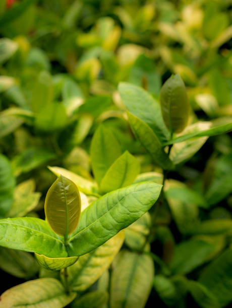 istock New Leaves of Ixora Growing 1185208394