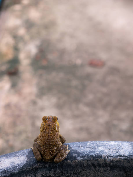 The Toad on The Edge of The Tub,Preparing to Jump