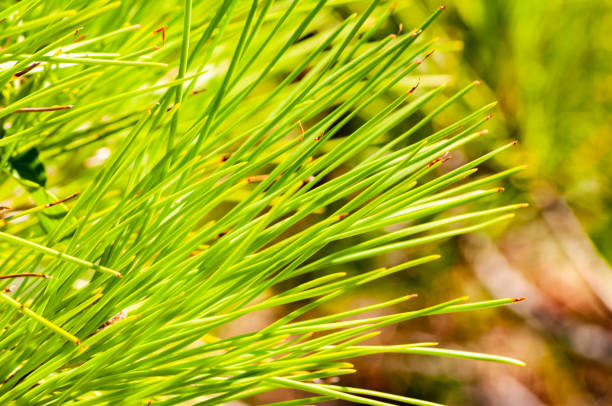 istock Closeup of a juicy green coniferous pine tree needles growing on a tree branch 1185209549