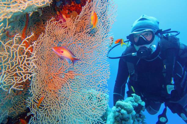 นักดําน้ําสคูบาและพัดลมทะเลที่สวยงาม (gorgonia) ปะการังและปลาปะการังสีแดง anthias ใกล้ชิด - ปลากะรังจิ๋ว ปลาเขตร้อน ภาพสต็อก ภาพถ่ายและรูปภาพปลอดค่าลิขสิทธิ์
