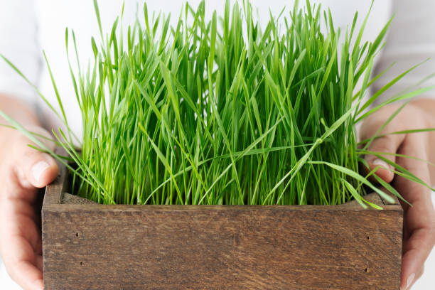 weizengras - wheatgrass stock-fotos und bilder