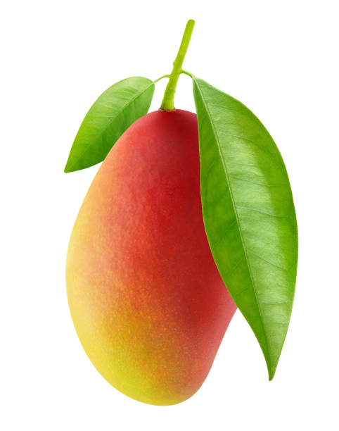 istock Isolated red mango hanging on a branch 1185211481
