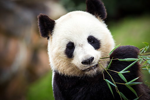 400+ Free Panda Bear & Panda Images - Pixabay