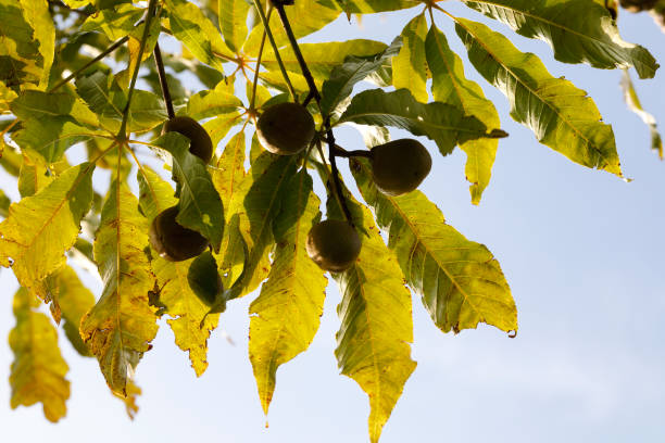 Ohio buckeye tree Aesculus glabra autumn leaves and fruit