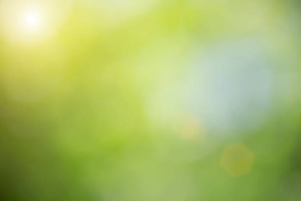istock Bokeh green nature 1185212600