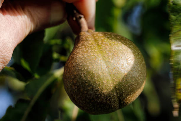 istock Ohio buckeye tree Aesculus glabra autumn fruit 1185212748