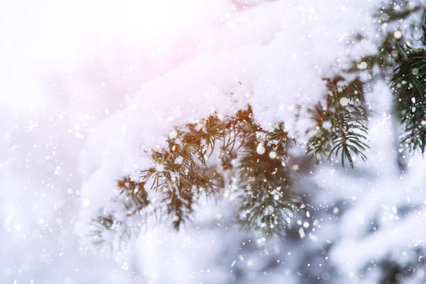 istock Winter fir tree christmas scene with sunlight. 1185213385