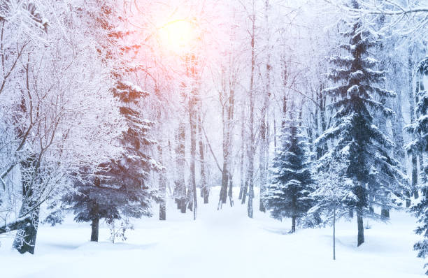 istock Winter fir tree christmas scene with sunlight. 1185213422
