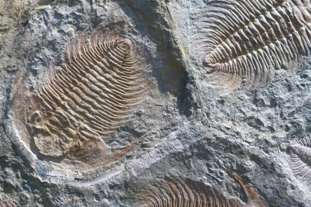 istock fossil trilobite imprint 1185213539