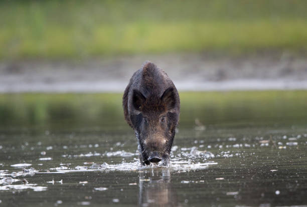 istock Wild boar walking on shallow water in forest 1185213563