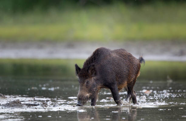 Wild boar walking on shallow water in forest