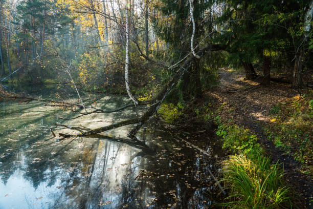 istock Beautiful pond with drowned birch tree in the morning forest 1185213573