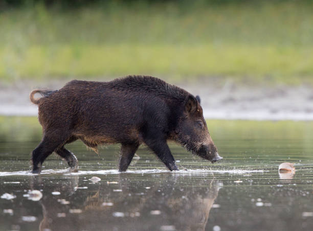 istock Wild boar walking on shallow water in forest 1185213584
