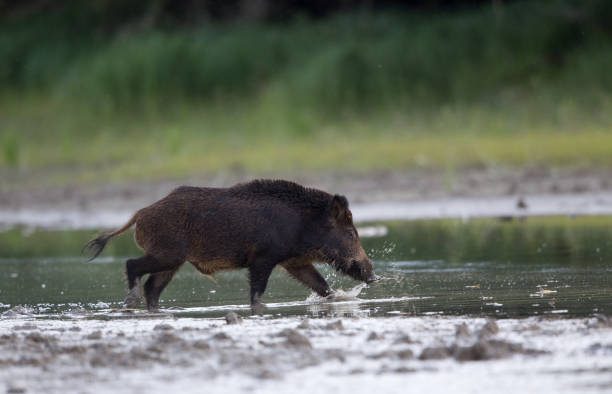 istock Wild boar walking on shallow water in forest 1185213590