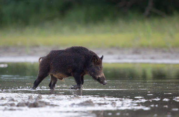 istock Wild boar walking on shallow water in forest 1185213603