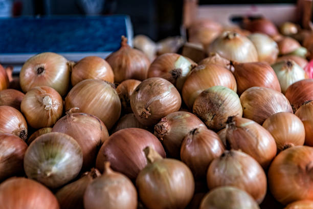 Close-up View at the Fresh and Delicious Organic Brown Onions at the Farmers Market. The Onion is a Vegetable That is the Most Widely Cultivated Species of the Genus Allium.