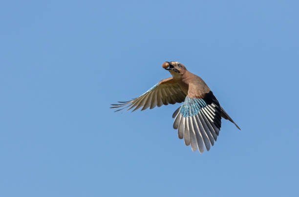 istock Flying eurasian jay with an acorn 1185213940