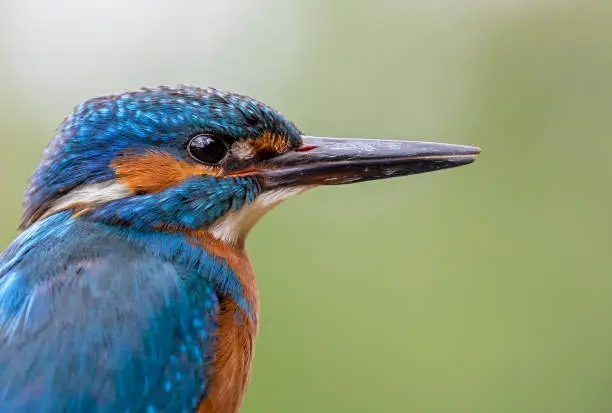 Portrait of a beautiful male common kingfisher.