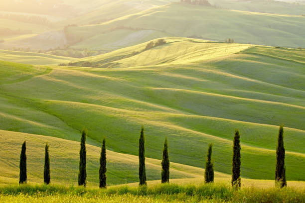 istock Landscape in Tuscany 1185213984