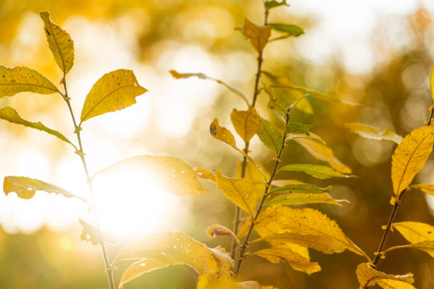 istock yellow autumn leaves against the setting sun 1185214751