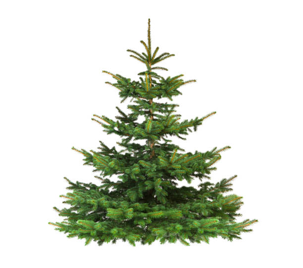 istock Evergreen Christmas Fir isolated on white Background 1185214929