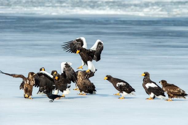 Flock of Steller's sea eagles and white-tailed eagles fighting over fish on frozen lake, Hokkaido, Japan, majestic sea raptors with big claws and beaks, wildlife scene from nature,birding adventure in Asia rebaño de águilas marinas de steller y águilas de cola blanca luchando por peces en el lago congelado, hokkaido, japón, majestuosos rapaces marinos con grandes garras y picos, escena de vida silvestre de la naturaleza, aventura de observación de aves
