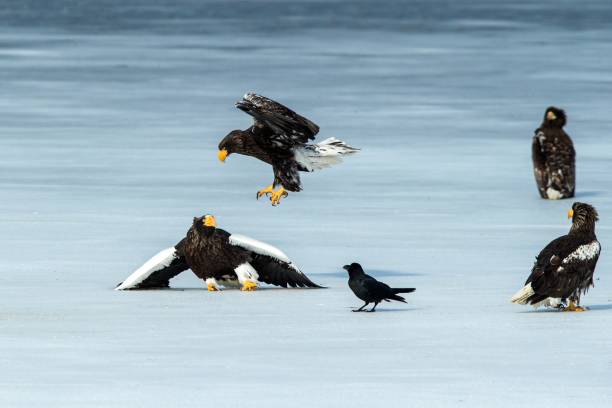 Two Steller's sea eagles fighting over fish on frozen lake, Hokkaido, Japan, majestic sea raptors with big claws and beaks, wildlife scene from nature,birding adventure in Asia,birds in flight dos águilas marinas de steller luchando por peces en el lago congelado, hokkaido, japón, majestuosos rapaces de mar con grandes garras y picos, escena de vida silvestre de la naturaleza, aventura de observación de aves en asia, aves en vuelo