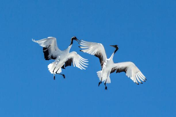 Red crowned cranes (grus japonensis) in flight with outstretched wings against blue sky, winter, Hokkaido, Japan, japanese crane, beautiful mystic national white and black birds, elegant animal stock photo