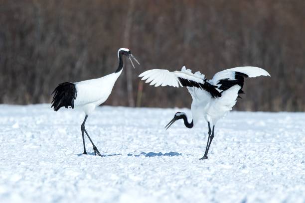 istock Dancing red crowned cranes (grus japonensis) with open wings on snowy meadow, mating dance ritual, winter, Hokkaido, Japan, japanese crane, beautiful white and black birds, elegant, wildlife 1185215139