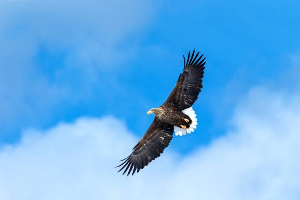 istock White-tailed eagle in flight, eagle flying against blue sky with clouds in Hokkaido, Japan, silhouette of eagle at sunrise, majestic sea eagle, wallpaper, bird isolated silhouette, birding in Asia 1185215144