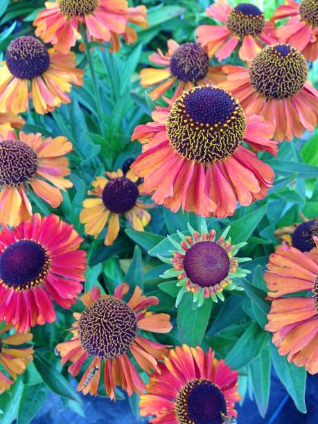Helenium flowers A field with bright colored Helenium flowers blossoming during summer sneezeweed stock pictures, royalty-free photos & images