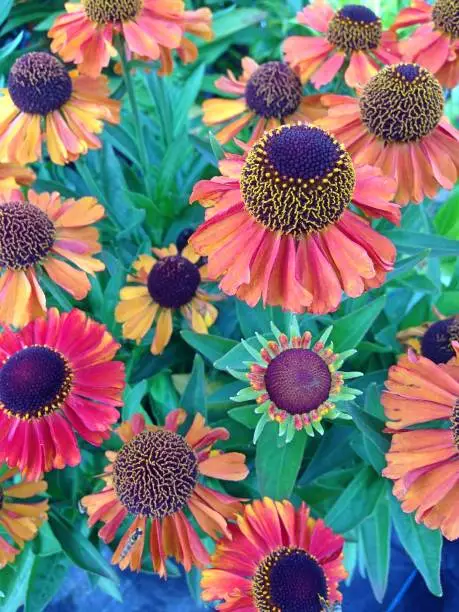 A field with bright colored Helenium flowers blossoming during summer