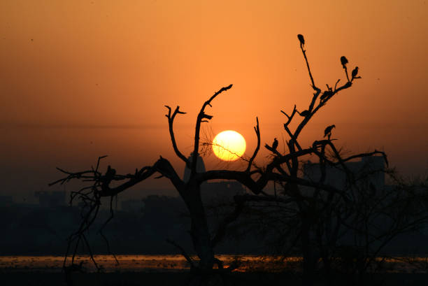 istock Beautiful Sunrise with Birds 1185216115
