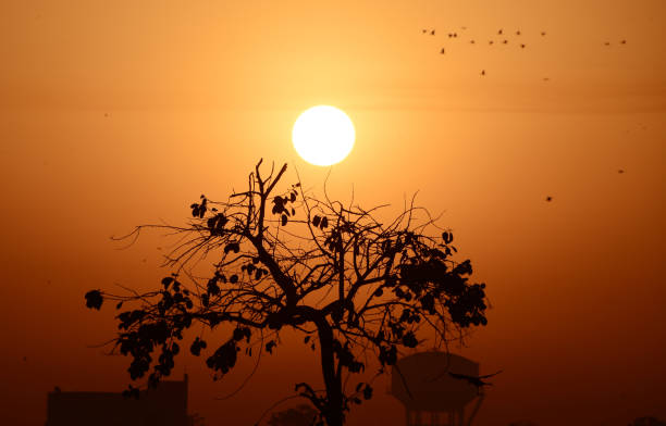 beau lever de soleil avec des oiseaux - sunrise point photos et images de collection