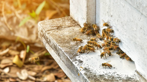 istock bees flying back in hive after a harvest period, Thailand. 1185218687