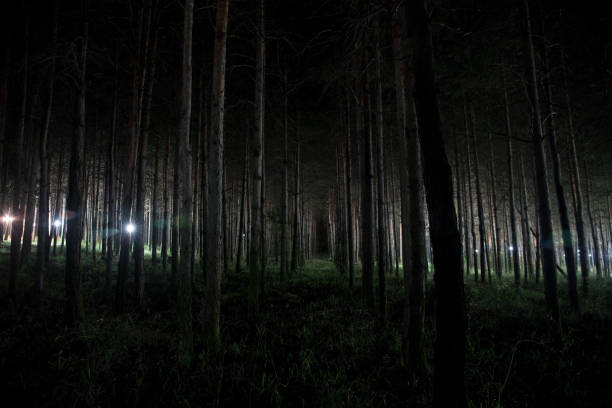 istock magical lights sparkling in mysterious forest at night. Pine forest with strange light 1185219344