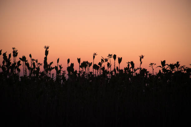 Sunset meadow field plants view. Sunset grass silhouette. Sunset field grass. Sunset field plants view