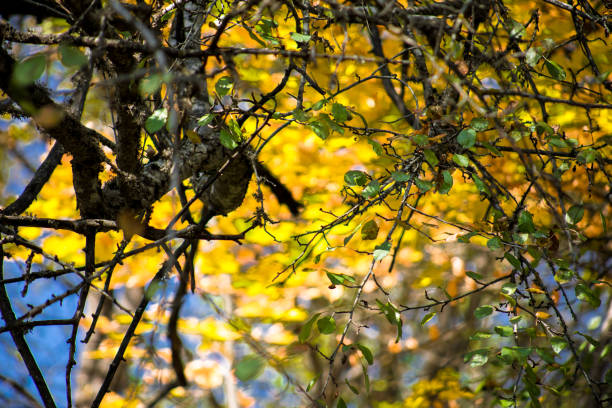 Majestic autumn trees glowing by sunlight. Red and yellow autumn leaves. Dramatic scene. Azerbaijan
