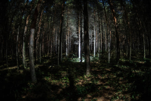istock Magical lights sparkling in mysterious pine forest at night. 1185219420