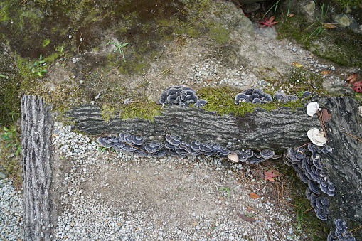 Kyoto,Japan-September 27, 2019: Polyporaceae or Bracket Fungus on deadwood in autumn in Kyoto