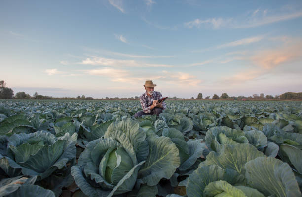 squattig de fermier dans le domaine de chou - senior adult gardening freshness recreational pursuit photos et images de collection