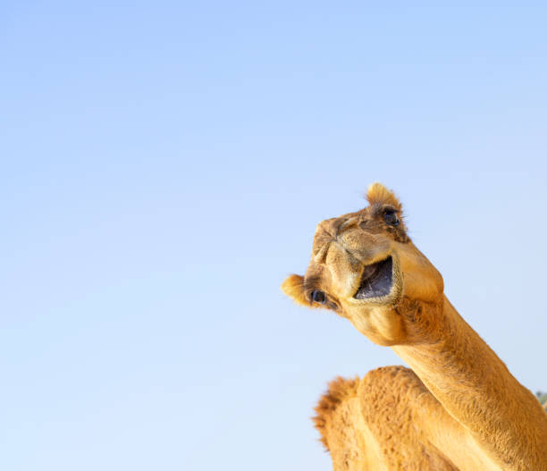 nettes kamel über dem himmel - kamel stock-fotos und bilder