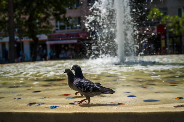 Pigeon in ornamental pool close-up photography. gray dove.