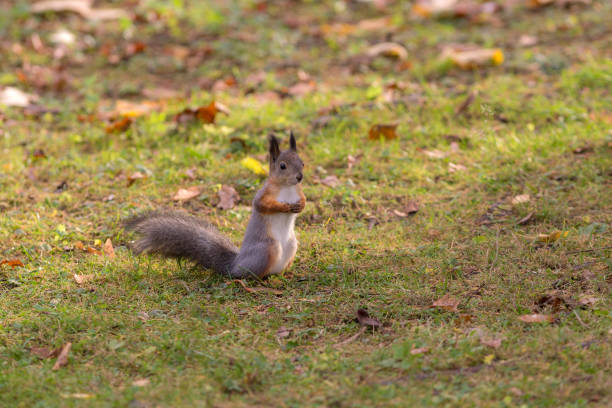 istock portrait of a squirrel 1185223838