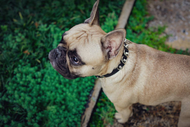 istock French bulldog creative life moment 1185225914